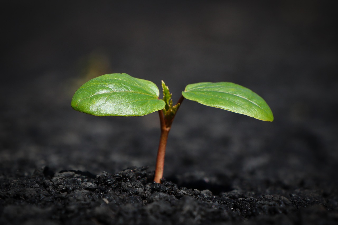 Plant, nature, growth — Anti virus Software