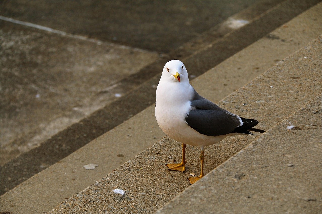 New, nature, seagull — Business Management Software