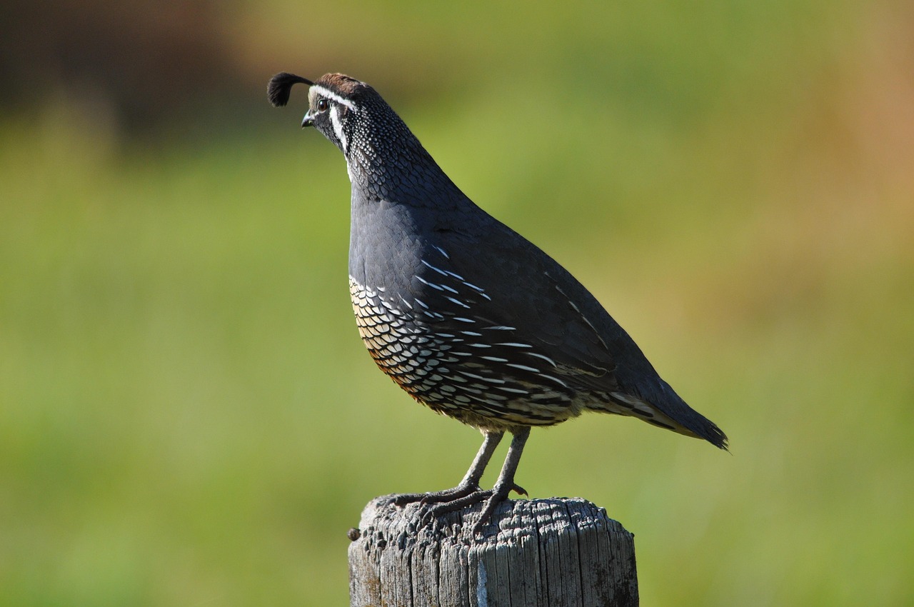Californian quail, nature, new zealand — Comparing Medicare supplement Plans to have the best one for yourself
