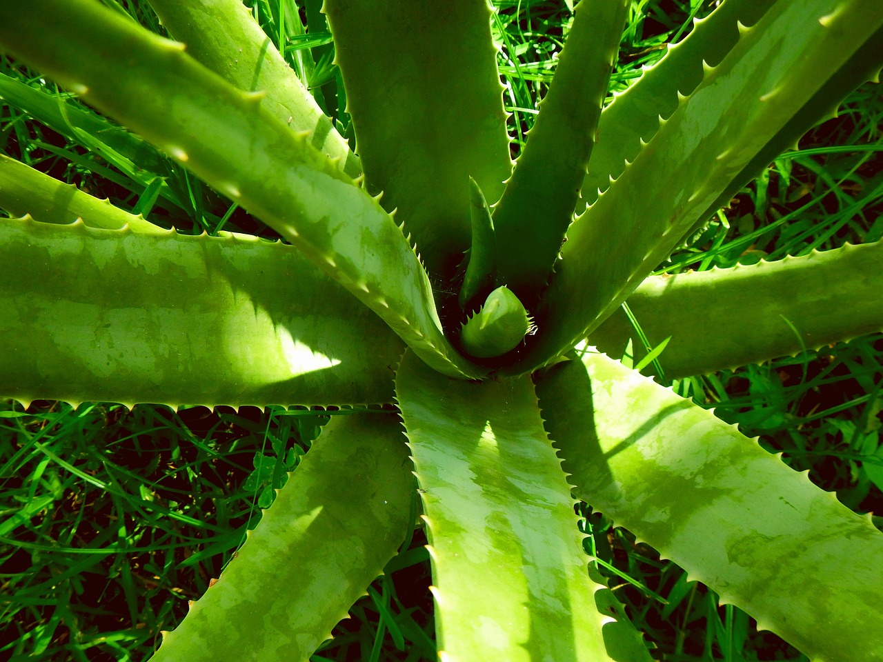 Aloe vera, aloe, nature — Dr Vidal Sheen: The Impact of Lifestyle Habits On Vein Health