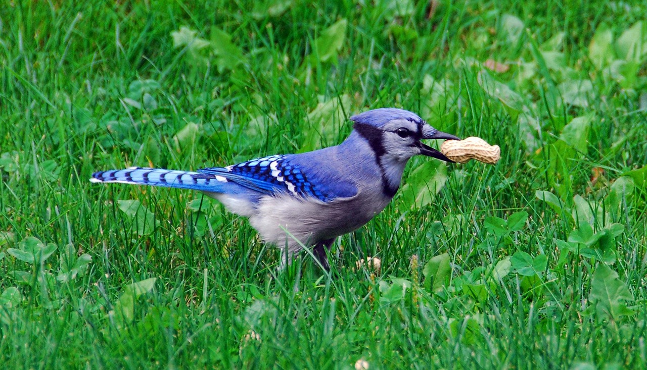Bird, nature, bluejay — Finding the Best Digital Data Place Software