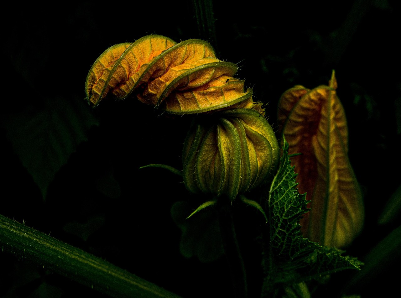 Zucchini, garden, vegetables — Illuminating Benefits: Exploring the Power of LED Light Therapy in the UK