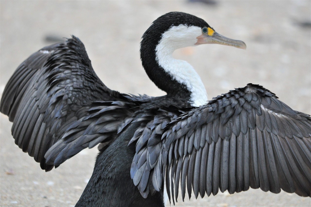 New, zealand pied, cormorant —