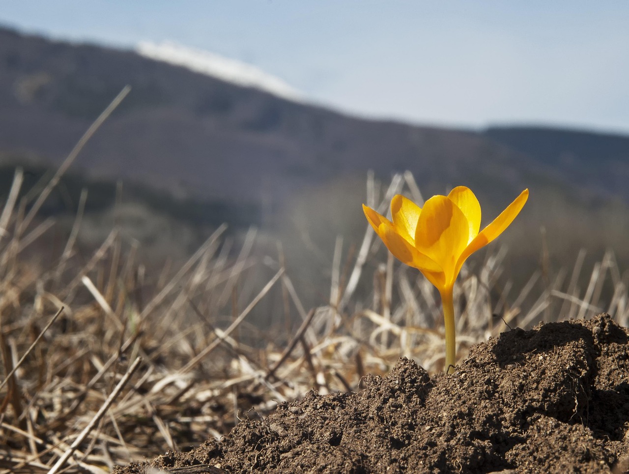 Spring flower, wild flower, first crocus — Indulge in Luxury Vaping: Green Hut's Exquisite Volcano Vaporizer Collection