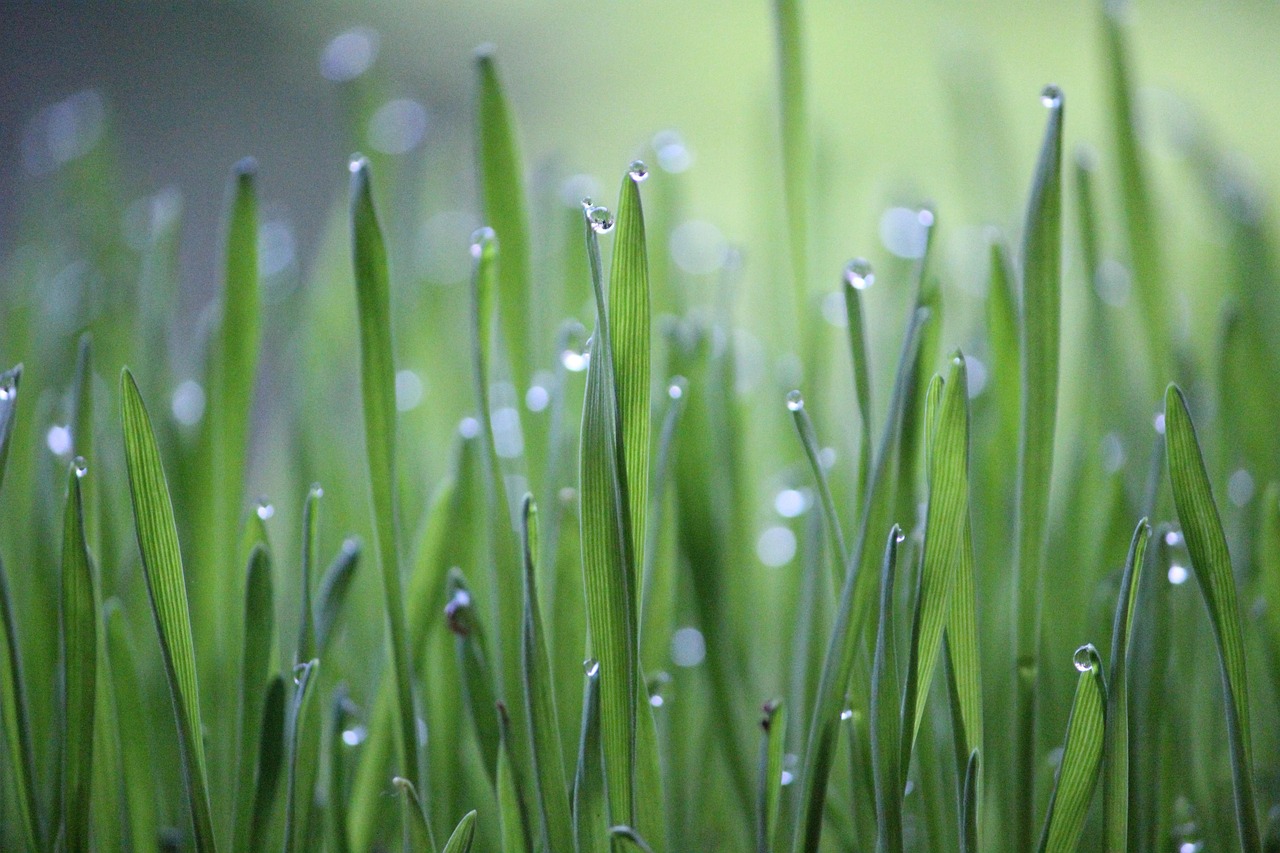Wheat grass, grass, green — Laser Photofacials Cedar Park TX Offering Targeted Skin Therapy for Smooth and Radiant Skin