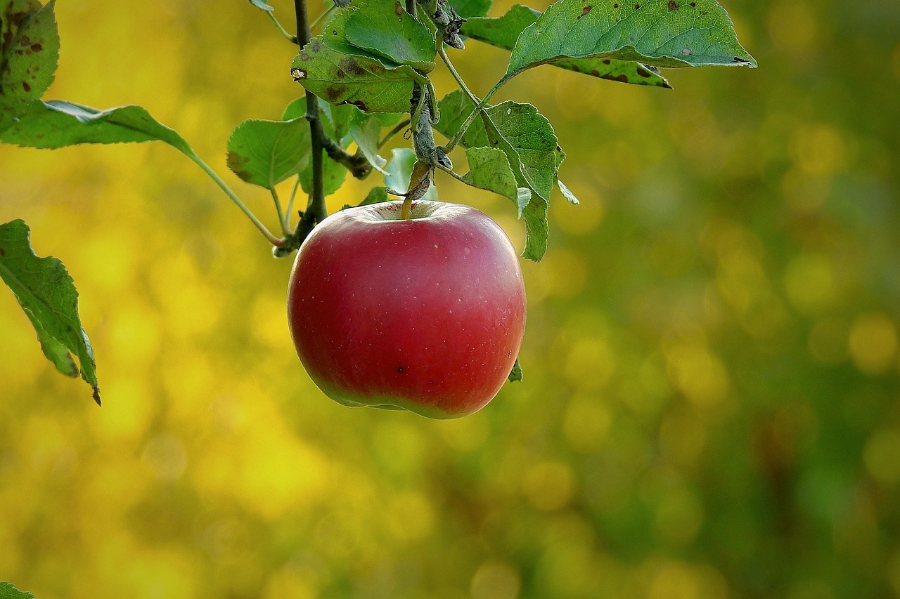 Apple, paradise fruit, health — Lightweight Hydration for a Fresh and Dewy Look
