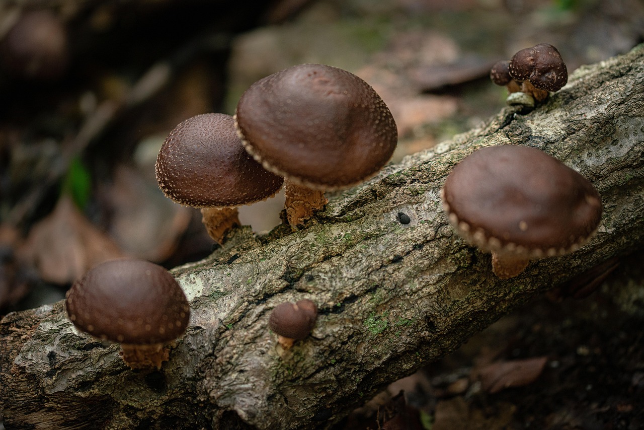 Wild shiitake mushroom, mountain, food — Mental Health Treatment Orange County CA Focused on Individualized Care Plans