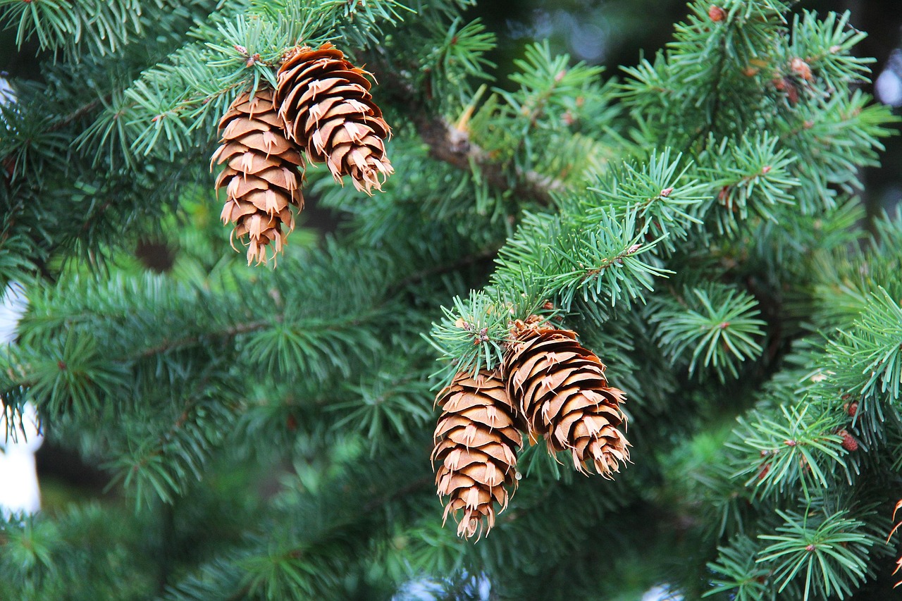 Pinecone, cones, tree — Strategies For Writing Interim Essays