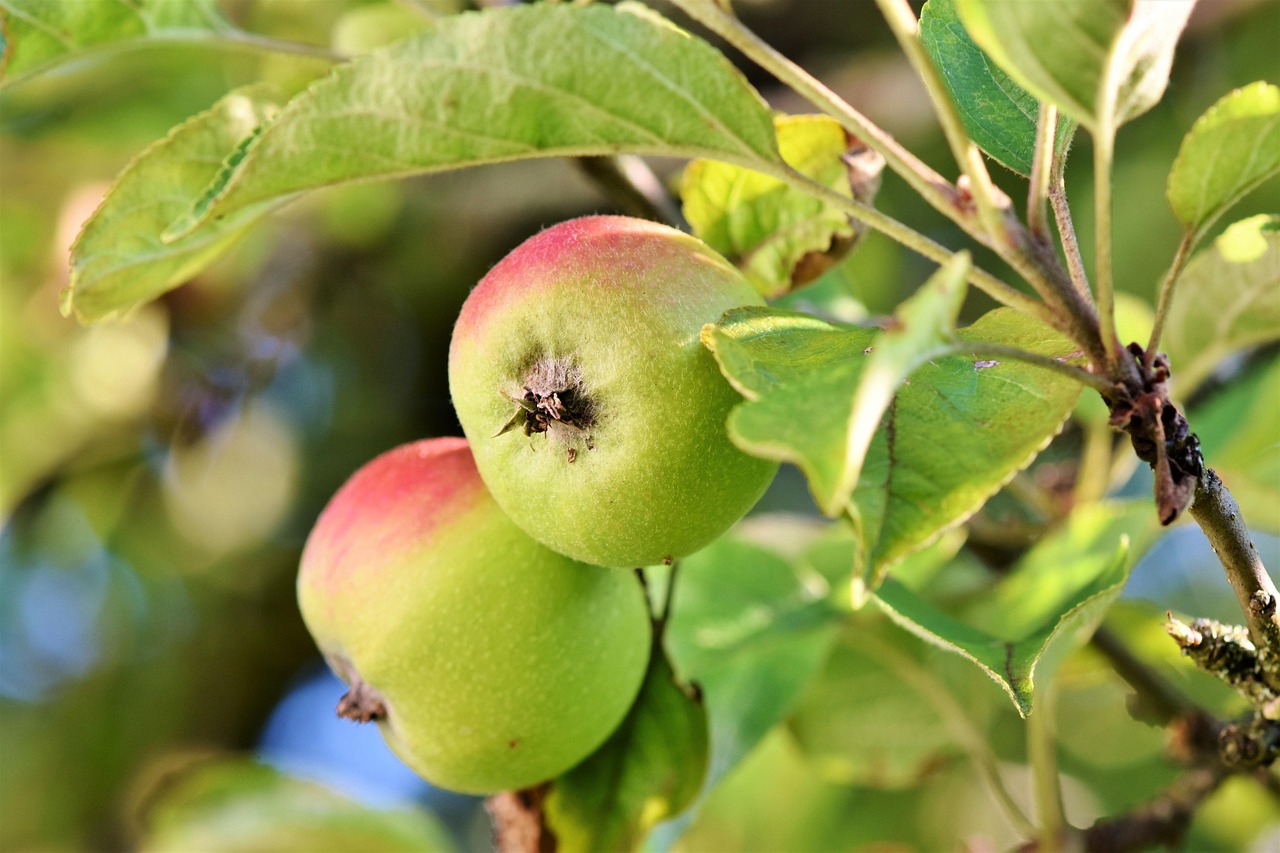 Apple, fruits, food — Unlock Personal Growth with Professional Counselling in Barrie