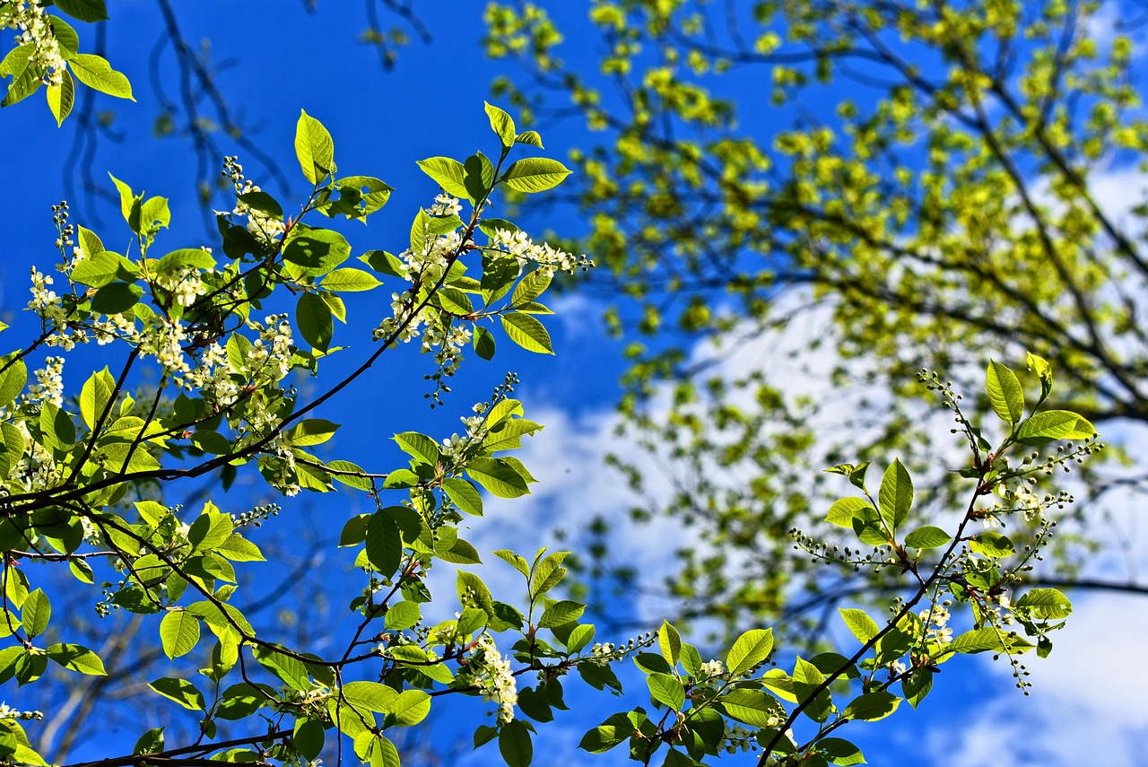 Tree, branch, blossom — Unveiling the THC Vape Scene in Italy: Regulations, Accessibility, and Culture