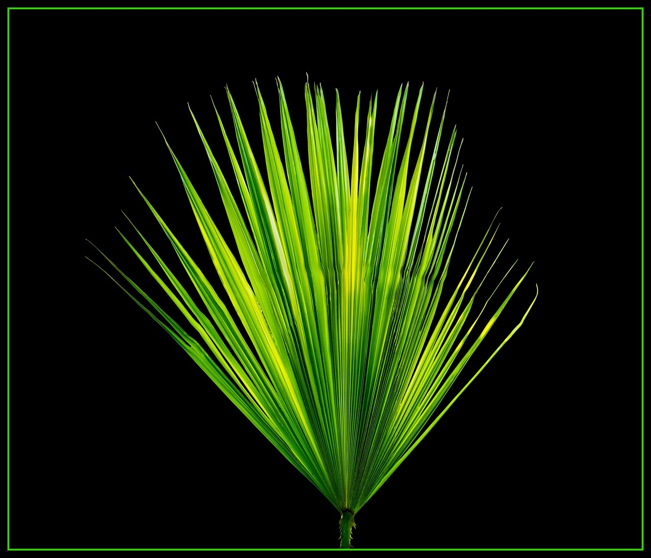 Palm leaf, new page, palm fronds — Using a Data Room Online