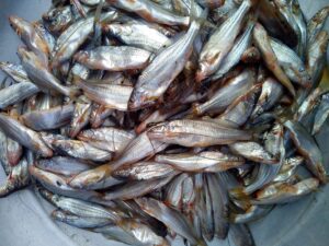 Bengalis Will Eat Fish: The Proven Response to Meat Ban