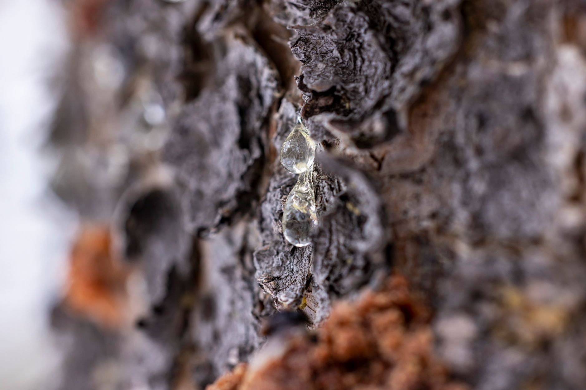 Close-up of shilajit resin oozing from a tree bark